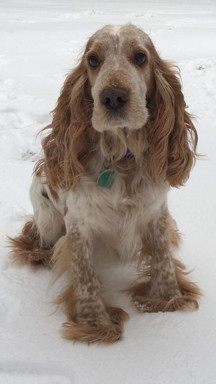 Cocker Spaniel happy traveller at Jae's Pet Transport