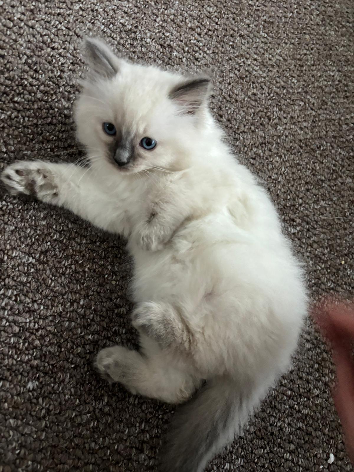 Fluffy cat happy traveller