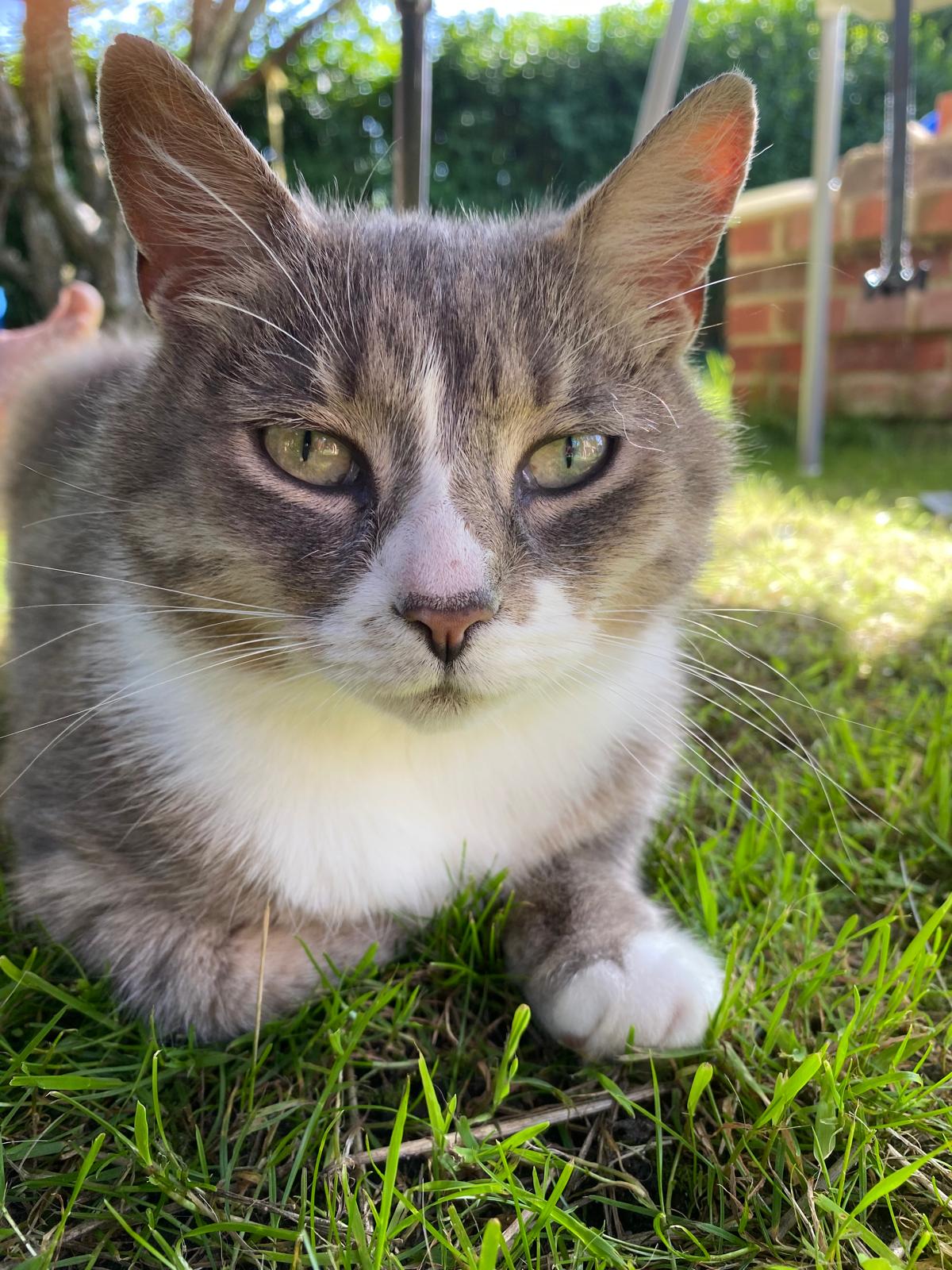 White fluffy kitten happy traveller