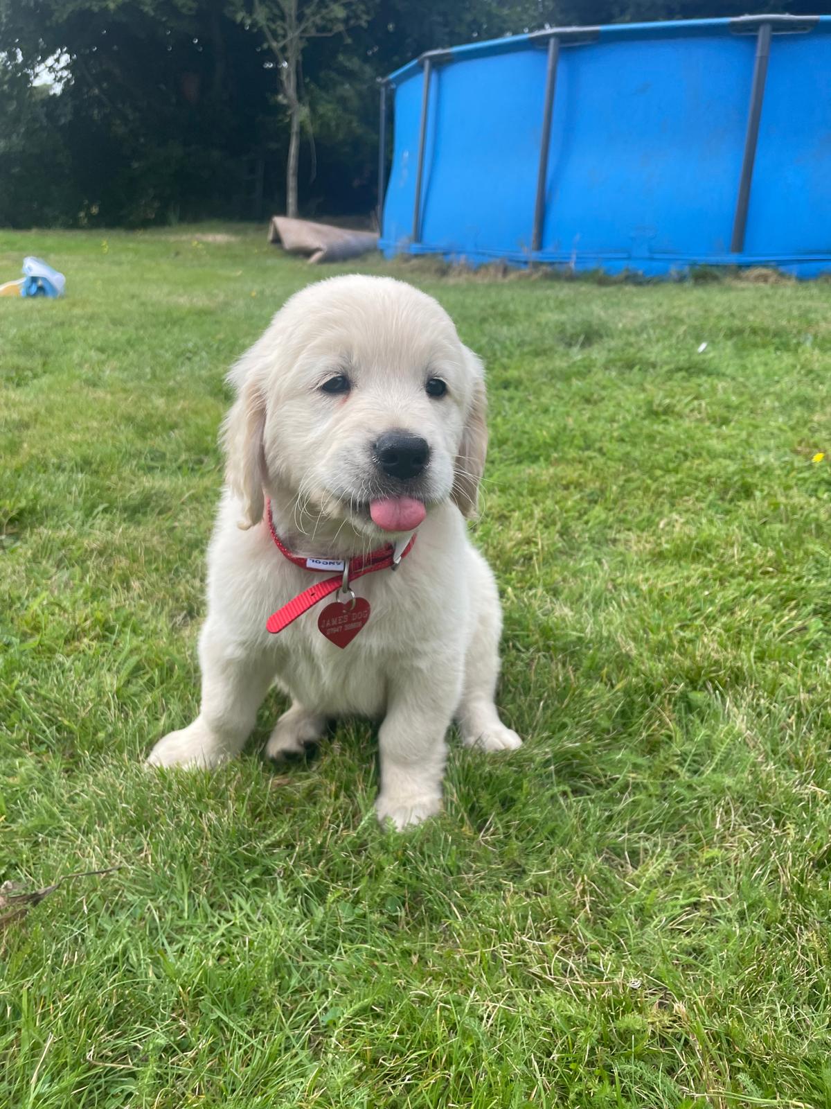 Golden Retriever puppy happy traveller