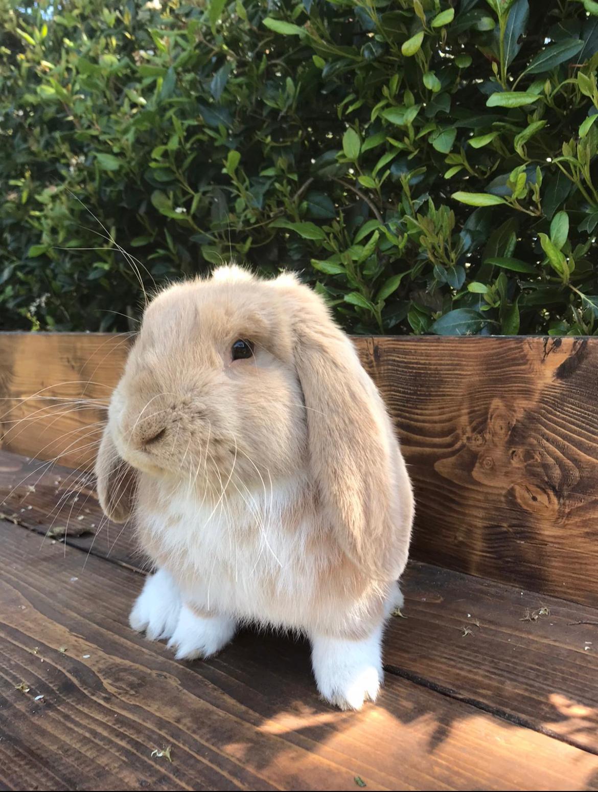 Lop-eared rabbit happy traveller