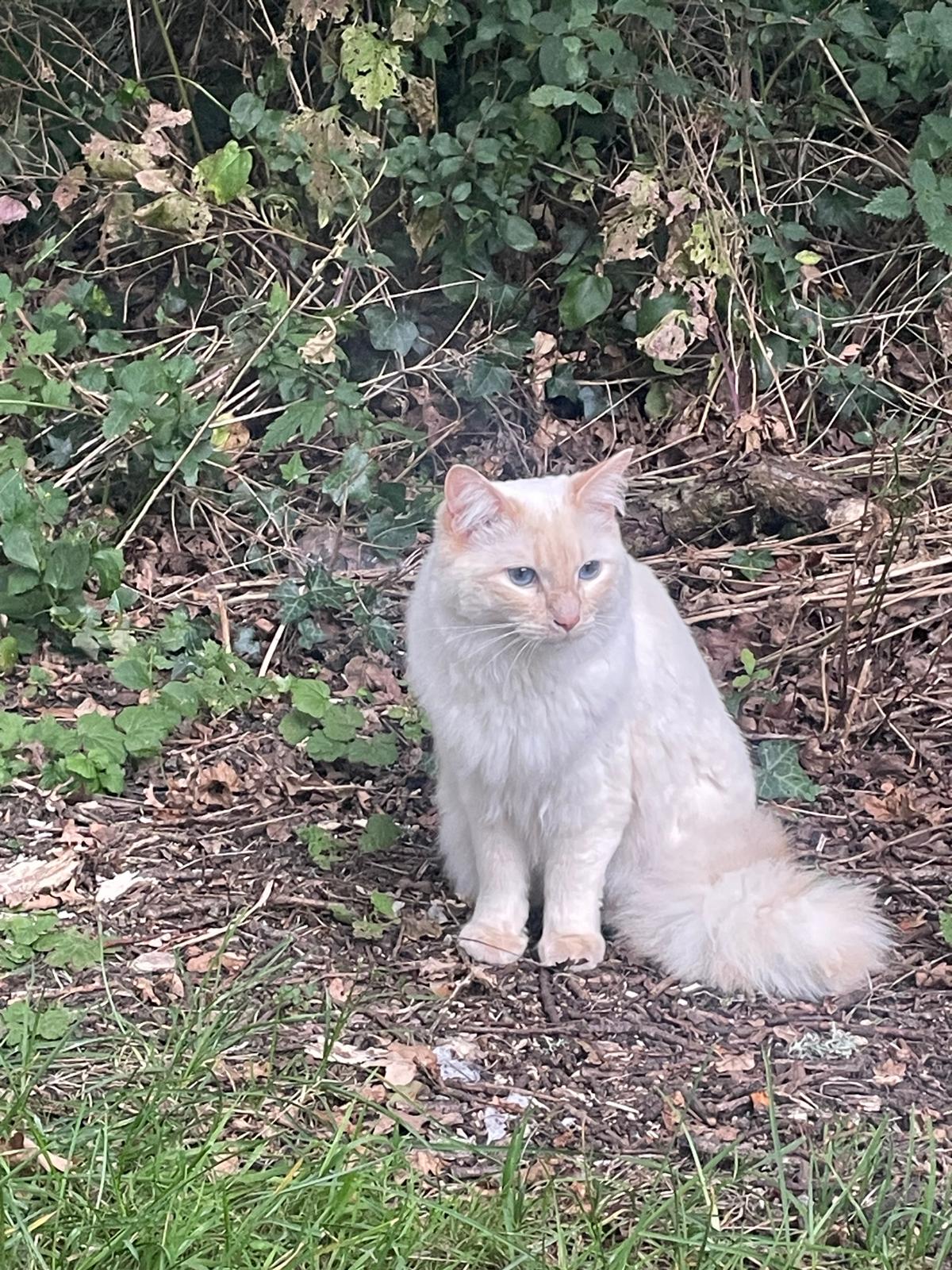 Grey tabby cat happy traveller