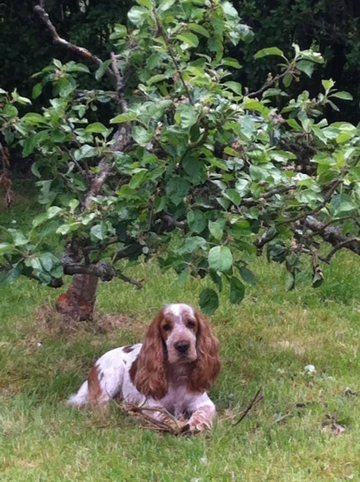 Cocker Spaniel resting after journey